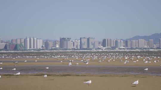 海鸟 海鸥