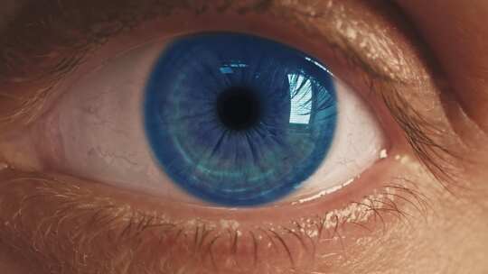 蓝眼是虹膜和瞳孔变宽和变细的极端特写