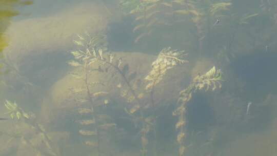 鱼苗小鱼野生鱼类麦穗鱼池塘水沟水下水草