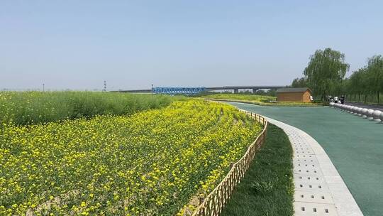 济南黄河北油菜花海盛开