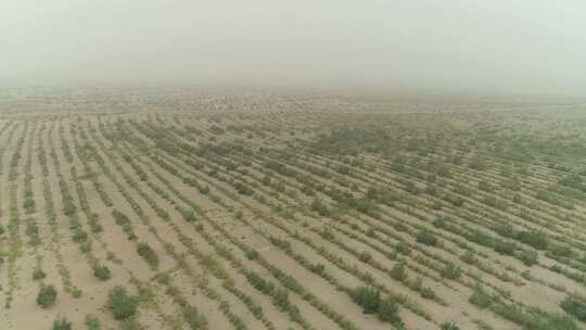 塔克拉玛干沙漠绿植航拍