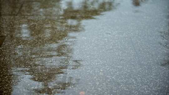 夏日雨季露珠实拍