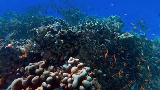 水下海底世界鱼群在游动