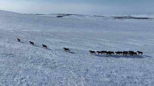 呼伦贝尔雪原牧场奔跑的马群