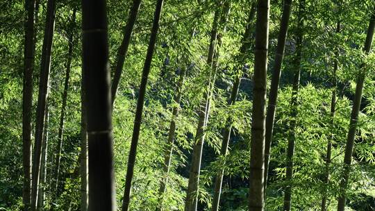 夏天竹林竹子竹园竹韵竹叶