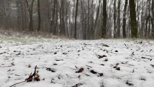 被雪覆盖的森林地面