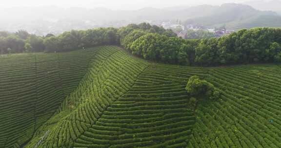 杭州龙坞西湖龙井茶园云雾风光