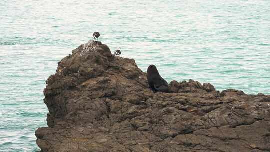 新西兰凯库拉太平洋海豹海狮海鸥