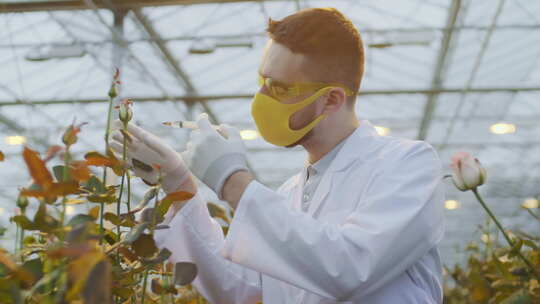 科学家在植物苗圃注射