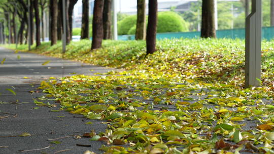 城市道路落叶清扫