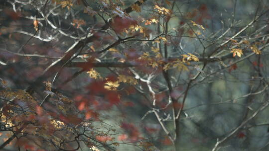 山中深秋风景 枫树树枝 红叶凋零 虚实镜