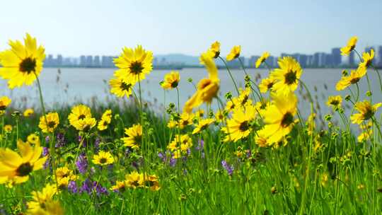 夏天南京江心洲逆光明亮的金鸡菊花海