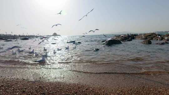 青岛栈桥的海鸥慢动作视频