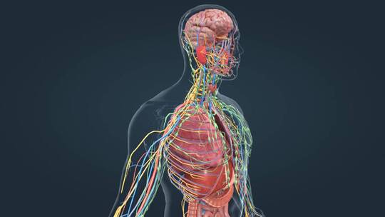 医学人体器官肾脏内分泌系统肾上腺三维动画
