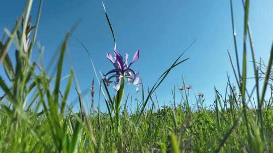 兰花草地野花