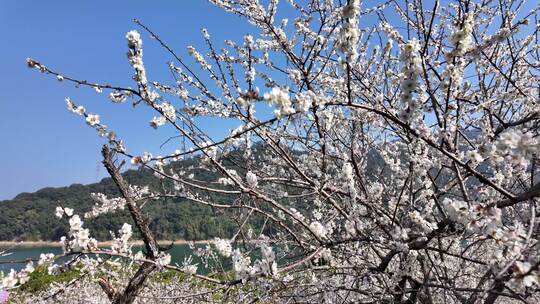 中国广东省广州市从化区广州流溪梅花节