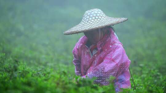 毛尖春茶白茶绿茶茶叶手工茶采摘