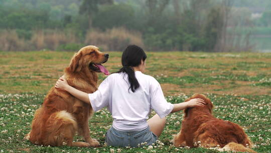 美女和宠物犬金毛狗坐在春天鲜花草地上玩耍