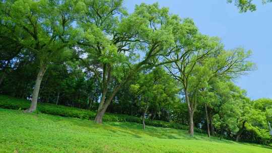 山坡草地树林视频素材模板下载