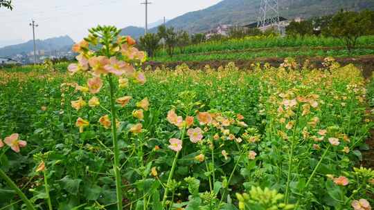 油菜花春天油菜花海油菜花田菜花花海