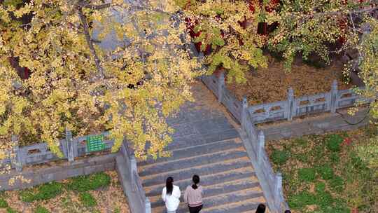 航拍平顶山文殊寺银杏