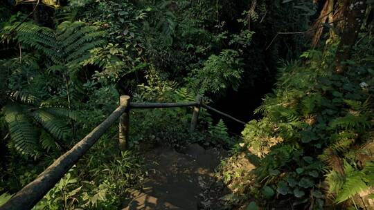 高清航拍四川乐山桫椤大峡谷森林自然风光