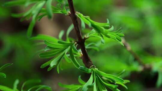 针叶植物快速生政延时风景开花长叶子视频素材模板下载