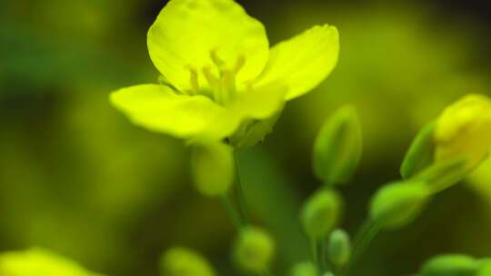 油菜花植物微距特写慢镜头