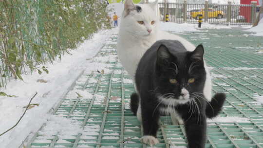 城市流浪猫黑猫慢慢走向镜头