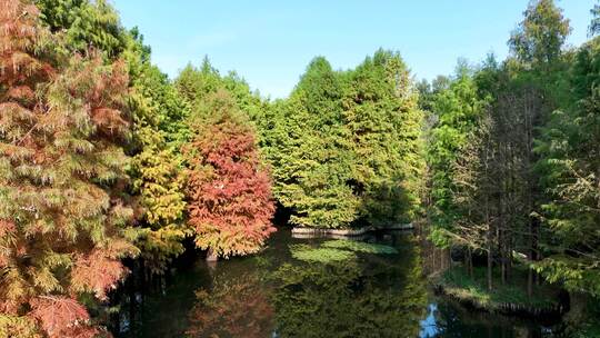 秋天多色的南京燕雀湖落羽杉水杉林秋景航拍