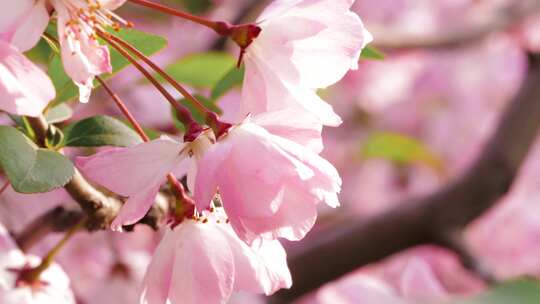 海棠花红樱花