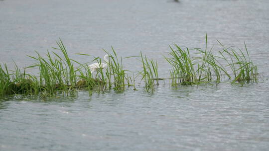 湖里水草中的白鹭视频素材模板下载