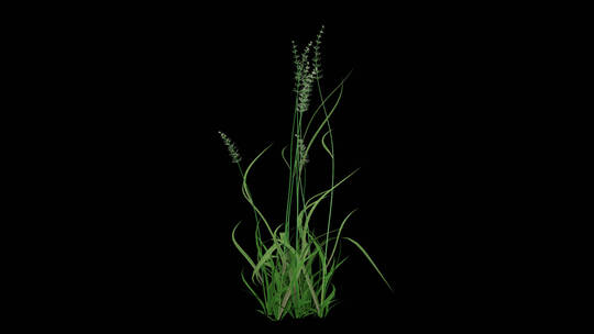 稻草植物生长