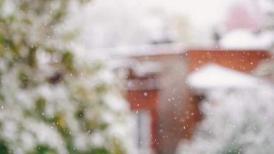 冬天从上面落下的雪