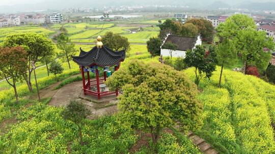 航拍 浙江东阳象田村油菜花海风光