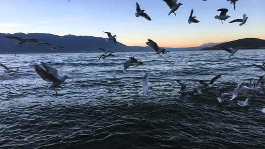 黄昏下的海鸥在云南洱海湖面飞行