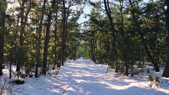 雪地下雪雪天森林松林盖雪