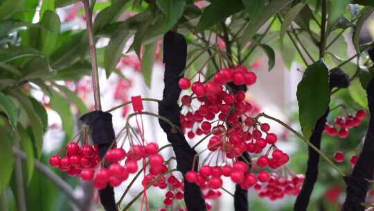 金银忍冬 花卉 金银木 忍冬属 植物 观赏