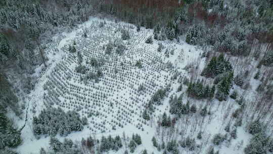 冬雪季节常绿云杉植树造林