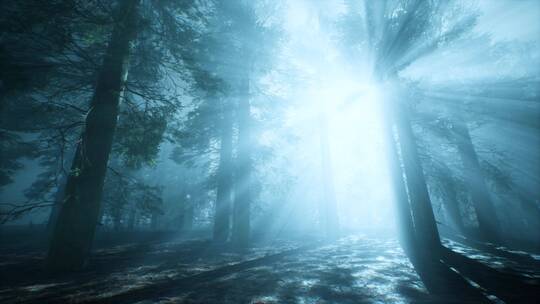 森林光影