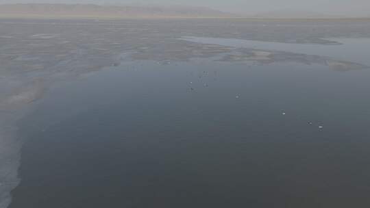 青海青海湖湖面飞鸟航拍视频