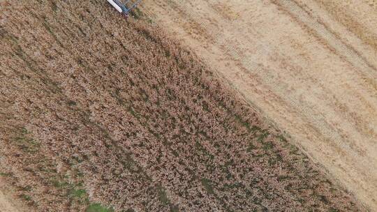 秋天秋收耕地麦田航拍素材视频素材模板下载