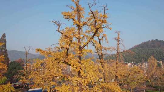 古银杏 长兴八都芥景区