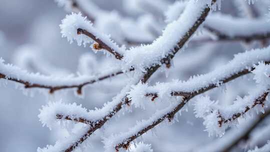 覆雪树枝特写