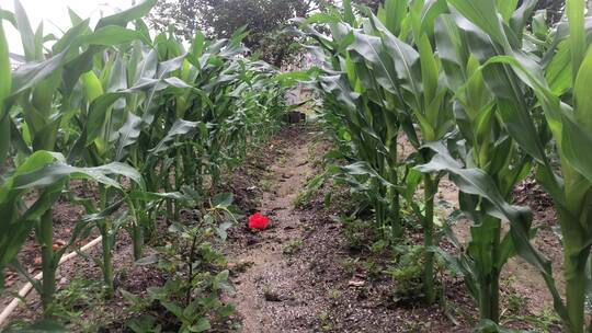 玉米种植视频素材模板下载