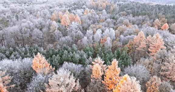 波兰冬季覆盖着雾霭的冰冻森林。