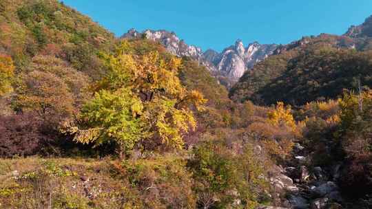 洛阳白河镇千年银杏林秋景实拍实拍