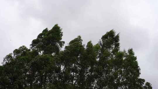 阴天森林风吹树林雨天树叶随风摇曳自然景观