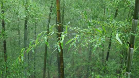 下雨天茂密的竹林枝叶繁茂生机勃勃的景象