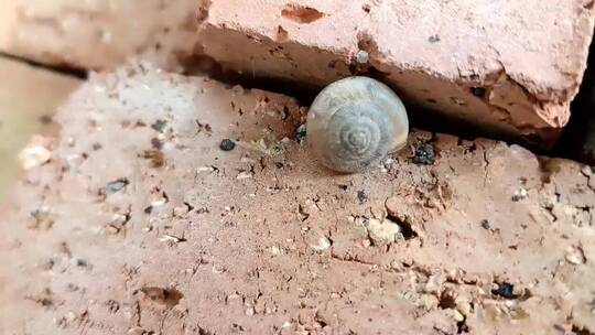 砖块上的蜗牛